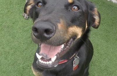 Congratulations Gus, August Dog of the Month!
