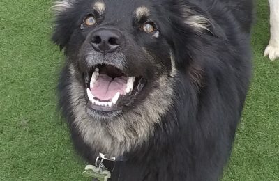 Congratulations Dakota, October Dog of the Month!