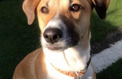 Congratulations Moose, December Dog of the Month!