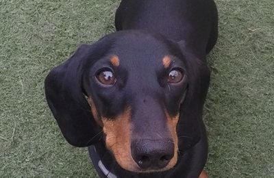 Congratulations Dieter, January Dog of the Month!