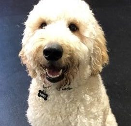 Congratulations Loki, March Dog of the Month!