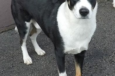 Congratulations Ollie, April Dog of the Month!