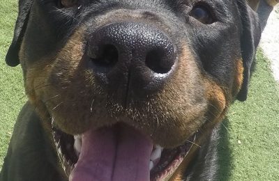 Congratulations Ben, May Dog of the Month!