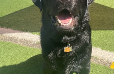 Congratulations Bruce, June Dog of the Month!