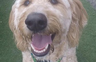 Congratulations Tucker, July Dog of the Month!