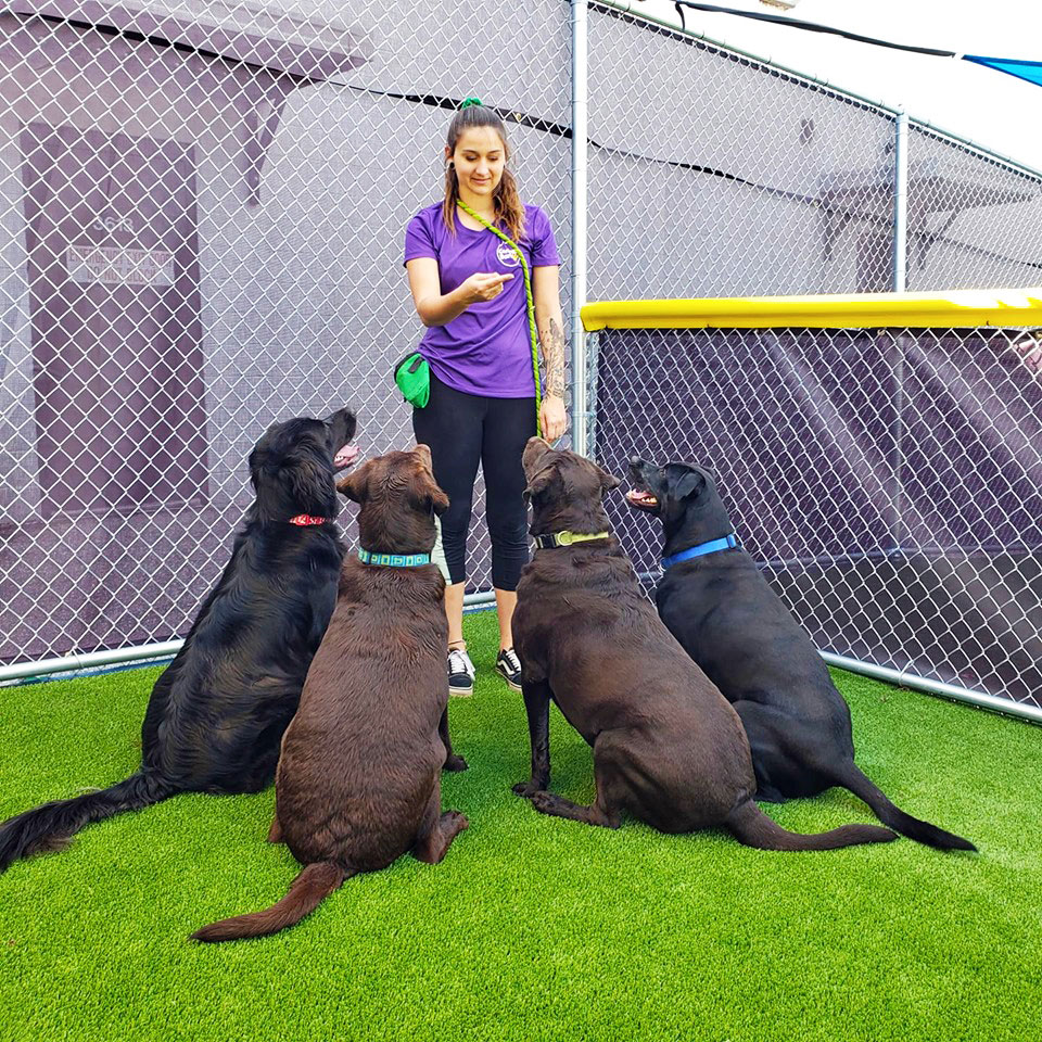 Central Bark trainer pointing her finger at four large dogs that are sitting down at a doggy day care