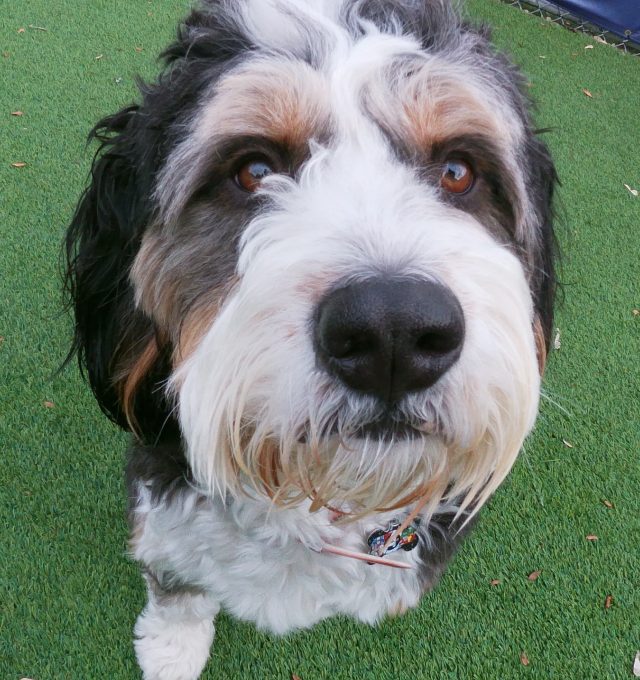 Congratulations Kobe, March Dog of the Month!