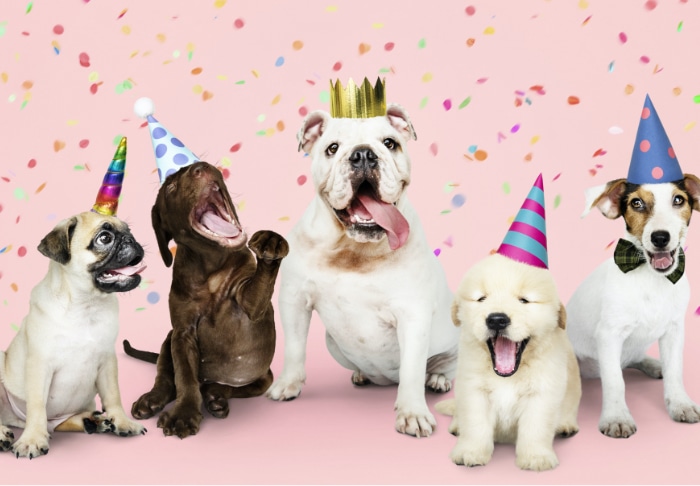 dogs with party hats on. this is one of many dog events that Central Bark Rochester hosts.