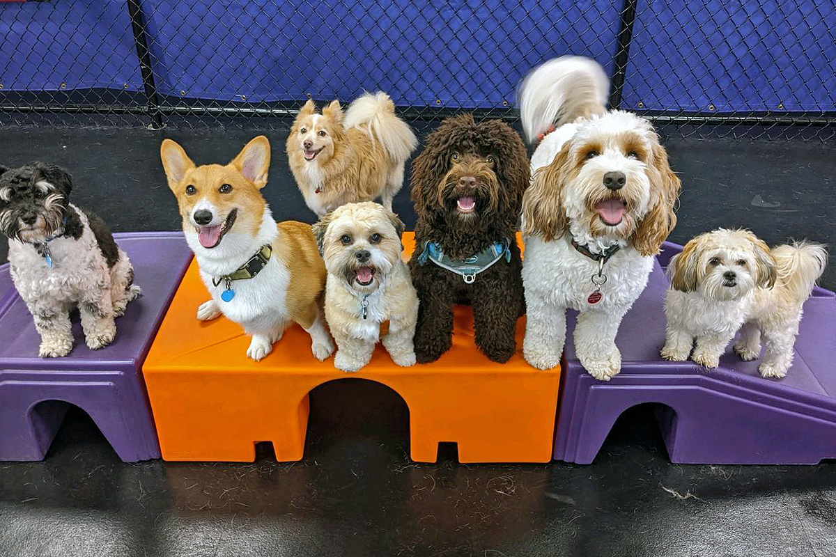 a group of dogs looking at the camera