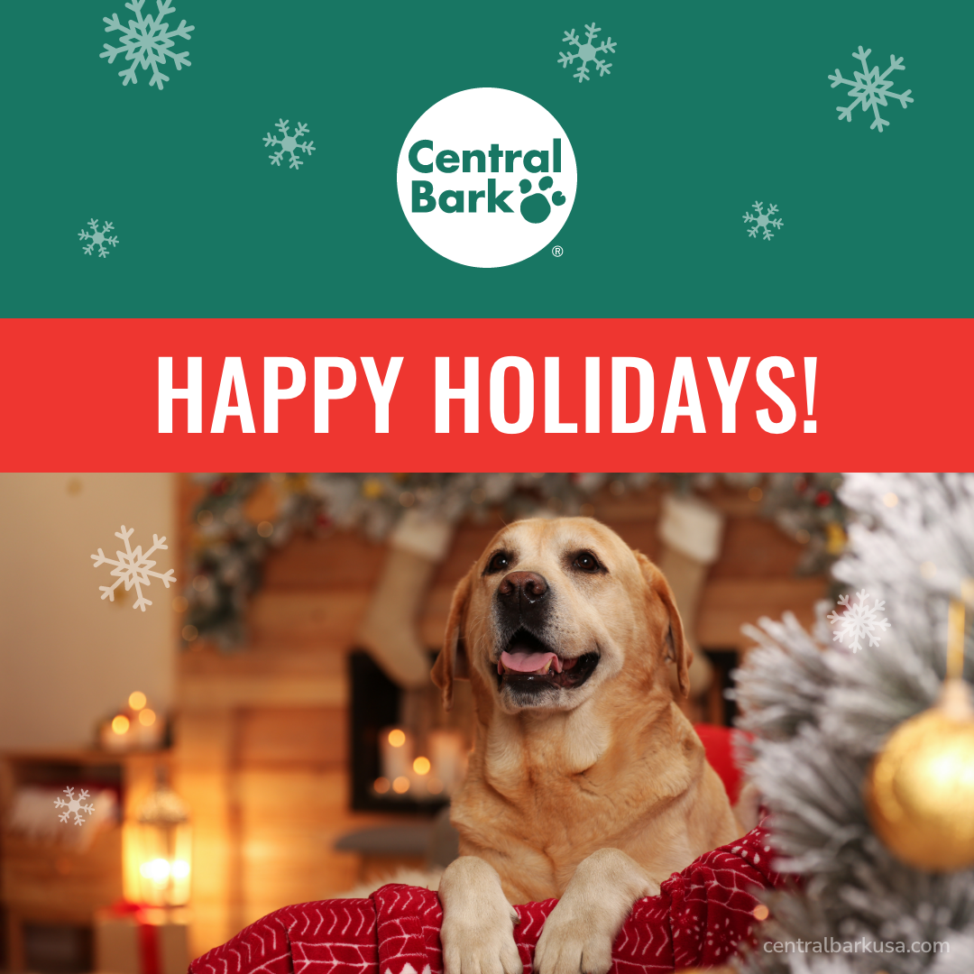 yellow dog by a white Christmas tree in holiday attire