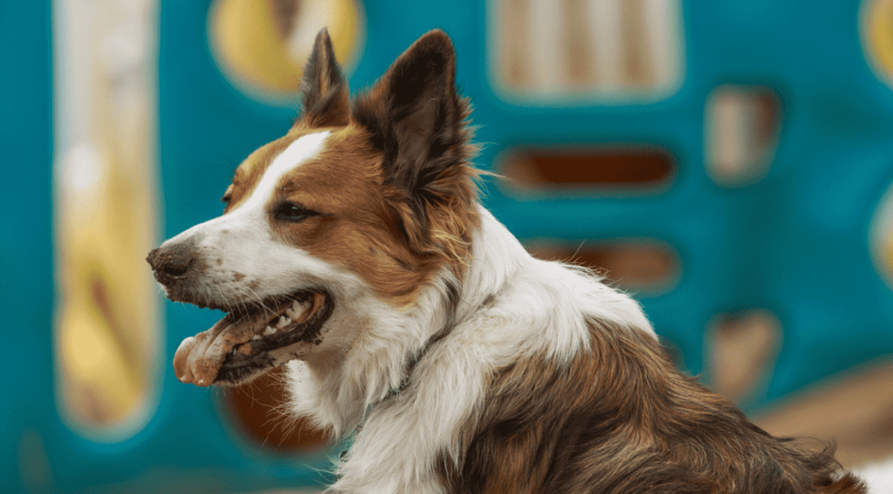 A happy dog sitting on the ground with its tongue out at a Doggy Day Care facility.
