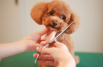 A person grooming a brown poodle by cutting its hair in a dog grooming setting.