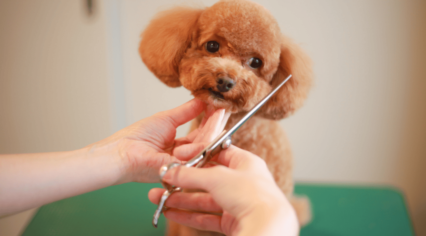 A person grooming a brown poodle by cutting its hair in a dog grooming setting.