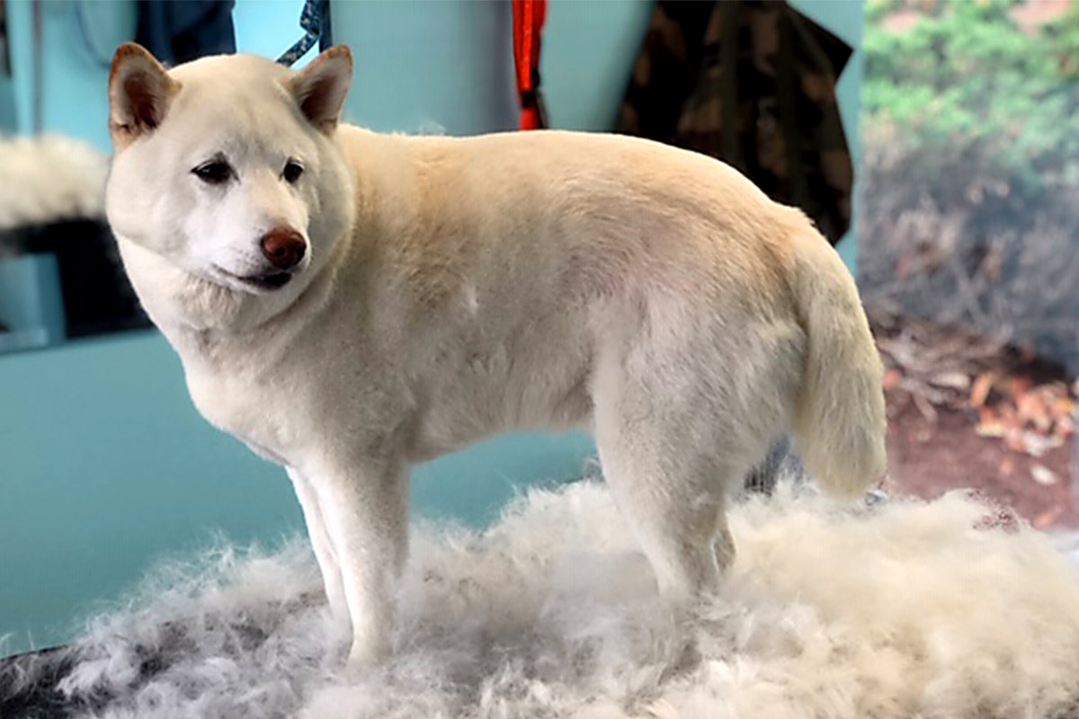 White dog after grooming