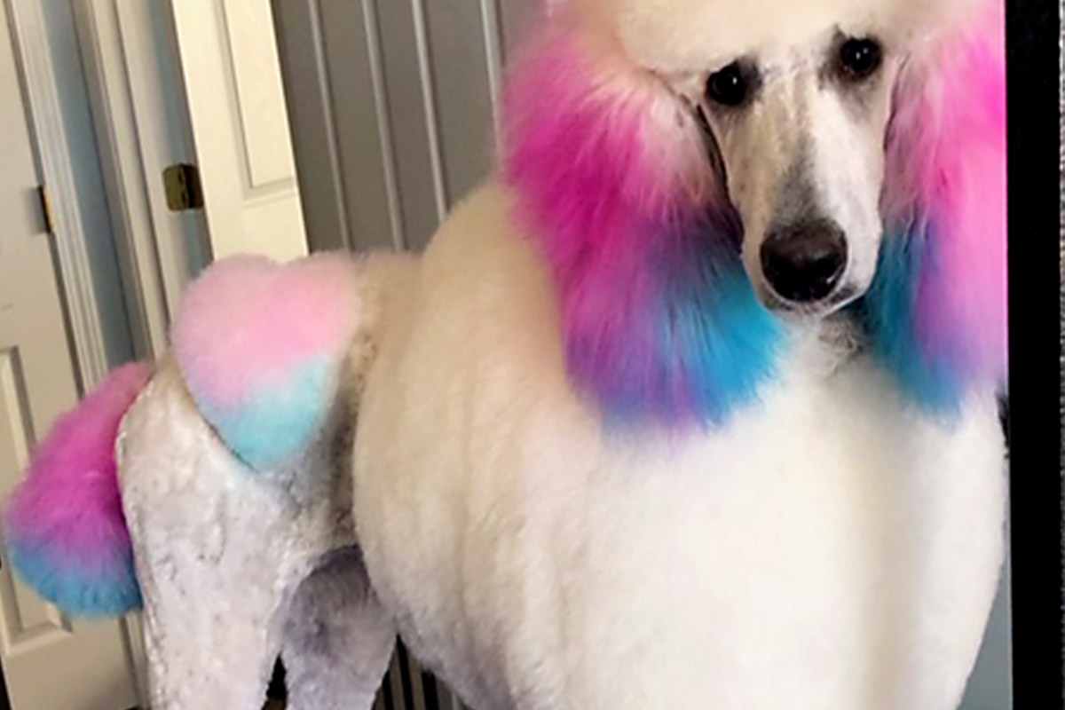 Dog with a rainbow grooming