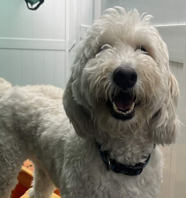 Congrats Champ, our October Dog of the Month!