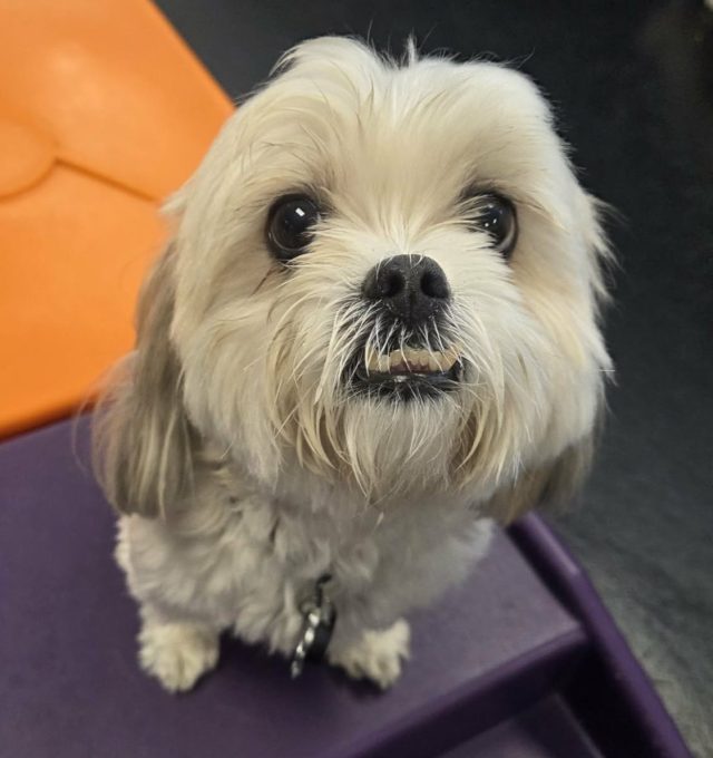 Congrats Ozzy, our April Dog of the Month!