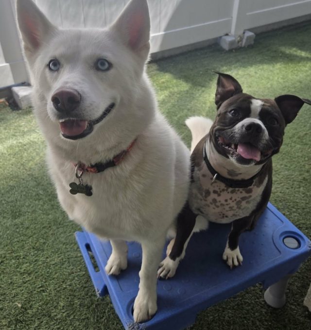 Congrats Pita & Gaucho, our June Dogs of the Month!