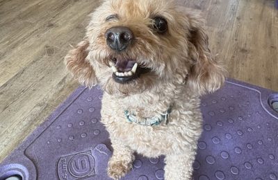 Congrats Finley, our July Dog of the Month!