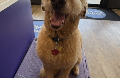 happy dog sitting and smiling in lobby of Central Bark