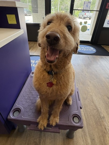 happy dog sitting and smiling in lobby of Central Bark