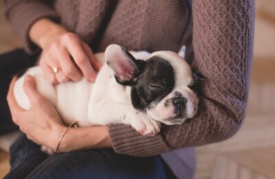 Bringing Home a New Puppy