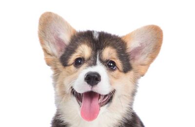 Your dog: The unique individual