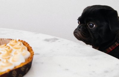 Welcome to Central Barksgiving!