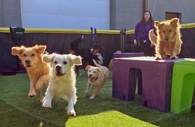 central-bark-dog-socialization class