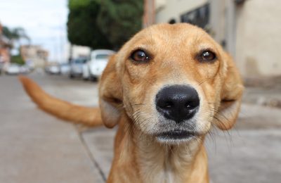 Microchipping Your Dog and Why It’s So Important