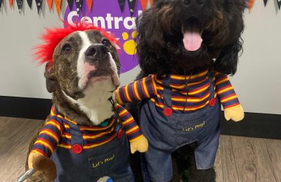 Howl-O-Ween: 5 Tips for Trick or Treating with Your Pup!