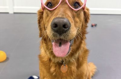 golden retriever with silly glasses on, smiling at dog day care