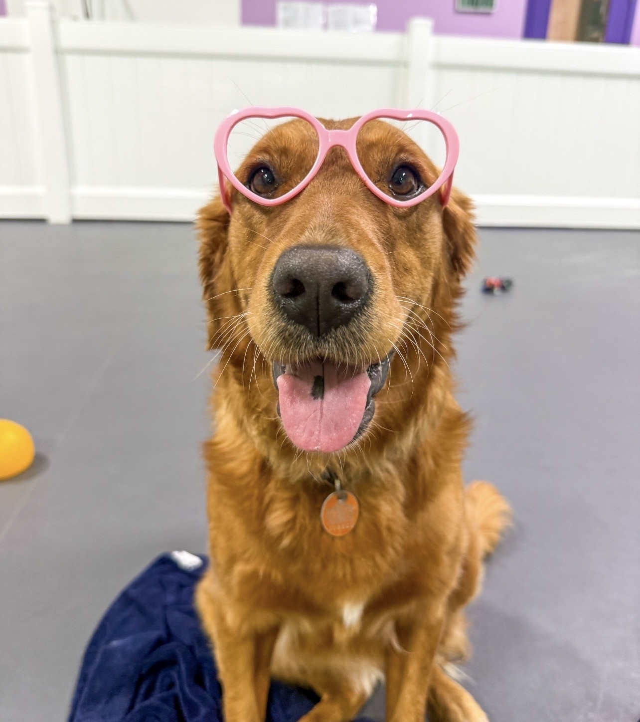golden retriever with silly glasses on, smiling at dog day care