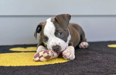 brown doggy playing during puppy hour