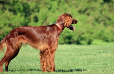 The Dogs of Ireland