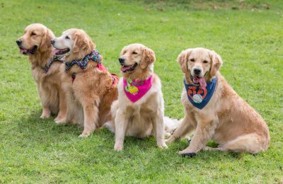 March is National Nutrition Month: Even for Your Dogs