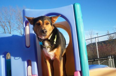 Congrats, Buddy Basenji!