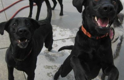 Congrats,Archimedes & Minerva (aka Archie & Minnie )