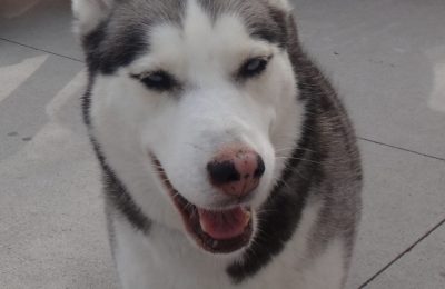 Congratulations Aysia. Our May Dog of the Month