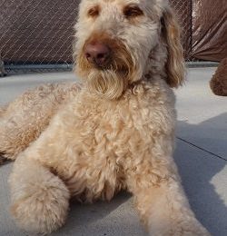 Congrats Madison Our April Dog of the Month
