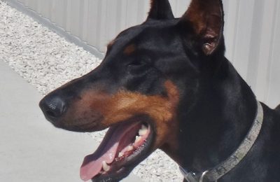 Central Bark Manitowoc’s Dog of the Month