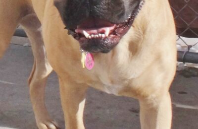Cora
