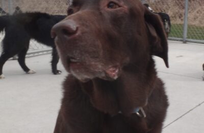 Snickers