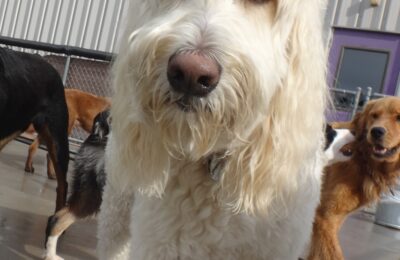 Oscar