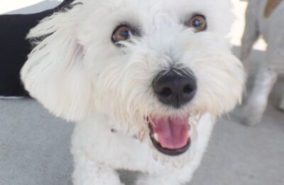 Mikko
