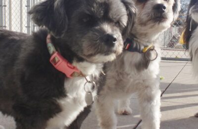 Molly & Theodore