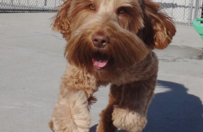 Kipper!