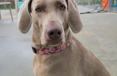 Lucy