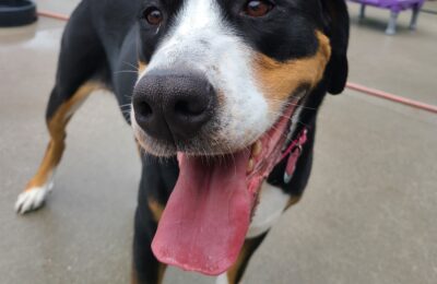 Daisy