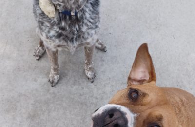 Echo and Oreo